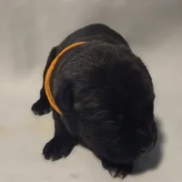 Orange, a female Cane Corso for sale in Mineola, TX – Photo 1 of 6