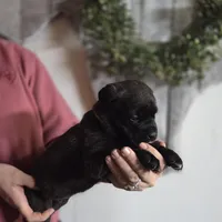 Orange, a female Cane Corso for sale in Mineola, TX – Photo 5 of 6