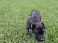 Lime green, a female Cane Corso for sale in Mineola, TX – 6 of 8