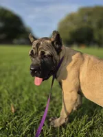 Yellow, a female Cane Corso for sale in Mineola, TX – 8 of 10