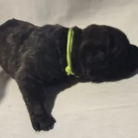 Lime green, a female Cane Corso for sale in Mineola, TX – Photo 1 of 5