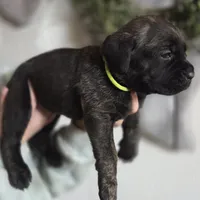 Lime green, a female Cane Corso for sale in Mineola, TX – Photo 3 of 5