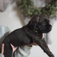 Lime green, a female Cane Corso for sale in Mineola, TX – Photo 4 of 5