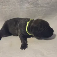 Lime green, a female Cane Corso for sale in Mineola, TX – Photo 2 of 5