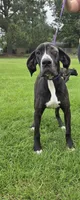 Veronica, a female Great Dane for sale in Mineola, TX – 4 of 6