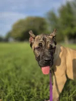 Yellow, a female Cane Corso for sale in Mineola, TX – 7 of 10