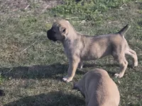 Blue, a male Cane Corso for sale in Mineola, TX – Photo 8 of 9