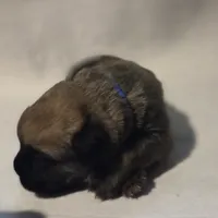 Blue, a male Cane Corso for sale in Mineola, TX – Photo 1 of 9