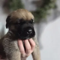 Blue, a male Cane Corso for sale in Mineola, TX – Photo 6 of 9