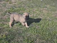 Blue, a male Cane Corso for sale in Mineola, TX – Photo 9 of 9
