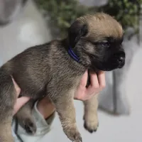 Blue, a male Cane Corso for sale in Mineola, TX – Photo 5 of 9