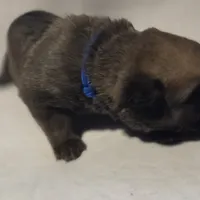 Blue, a male Cane Corso for sale in Mineola, TX – Photo 2 of 9