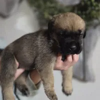 Blue, a male Cane Corso for sale in Mineola, TX – Photo 4 of 9