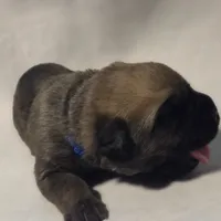 Blue, a male Cane Corso for sale in Mineola, TX – Photo 3 of 9