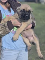 Blue, a male Cane Corso for sale in Mineola, TX – Photo 7 of 9