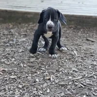 Veronica, a female Great Dane for sale in Mineola, TX – Photo 1 of 3