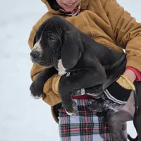 Veronica, a female Great Dane for sale in Mineola, TX – Photo 2 of 3