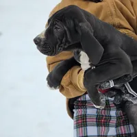 Veronica, a female Great Dane for sale in Mineola, TX – Photo 3 of 3