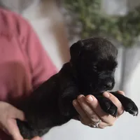 Brown, a female Cane Corso for sale in Mineola, TX – Photo 3 of 6