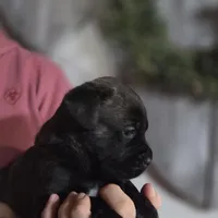 Brown, a female Cane Corso for sale in Mineola, TX – Photo 5 of 6