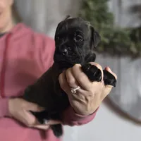 Brown, a female Cane Corso for sale in Mineola, TX – Photo 4 of 6