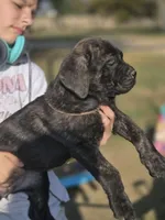 Brown, a female Cane Corso for sale in Mineola, TX – Photo 6 of 6