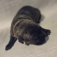 Brown, a female Cane Corso for sale in Mineola, TX – Photo 1 of 6