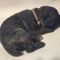 Brown, a female Cane Corso for sale in Mineola, TX – Photo 2 of 6