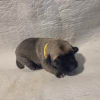 Yellow, a female Cane Corso for sale in Mineola, TX – Photo 2 of 6