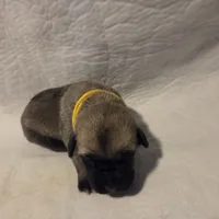 Yellow, a female Cane Corso for sale in Mineola, TX – Photo 1 of 6