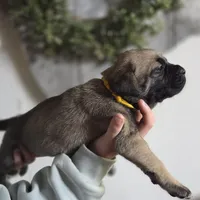 Yellow, a female Cane Corso for sale in Mineola, TX – Photo 5 of 6