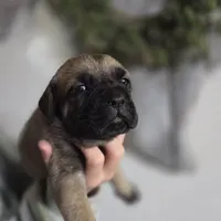 Yellow, a female Cane Corso for sale in Mineola, TX – Photo 4 of 6