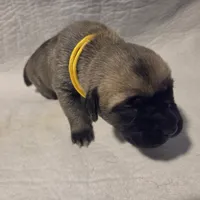 Yellow, a female Cane Corso for sale in Mineola, TX – Photo 3 of 6