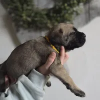 Yellow, a female Cane Corso for sale in Mineola, TX – Photo 6 of 6
