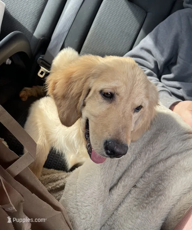 Willow  – Golden Retriever puppy for sale in Sayre, PA