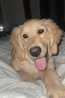 Willow , a female Golden Retriever for sale in Sayre, PA – 2 of 2