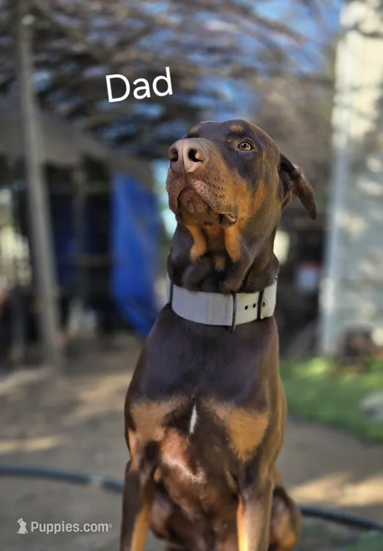 Nova – Doberman Pinscher puppy for sale in El Monte, CA