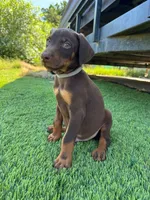 Koby, a male Doberman Pinscher for sale in El Monte, CA – 4 of 7