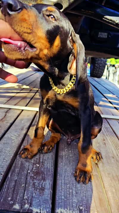 LOKI, a male Doberman Pinscher for sale in El Monte, CA – 2 of 4