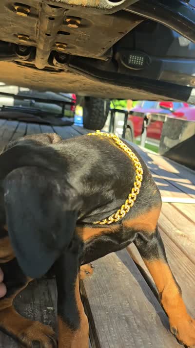 Athena, a female Doberman Pinscher for sale in El Monte, CA – 2 of 5