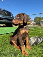 Koby, a male Doberman Pinscher for sale in El Monte, CA – 5 of 7