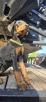 Athena, a female Doberman Pinscher for sale in El Monte, CA – 4 of 5