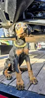 Athena, a female Doberman Pinscher for sale in El Monte, CA – 5 of 5