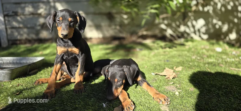 Athena – Doberman Pinscher puppy for sale in El Monte, CA