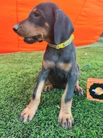 Rex, a male Doberman Pinscher for sale in El Monte, CA – 3 of 5