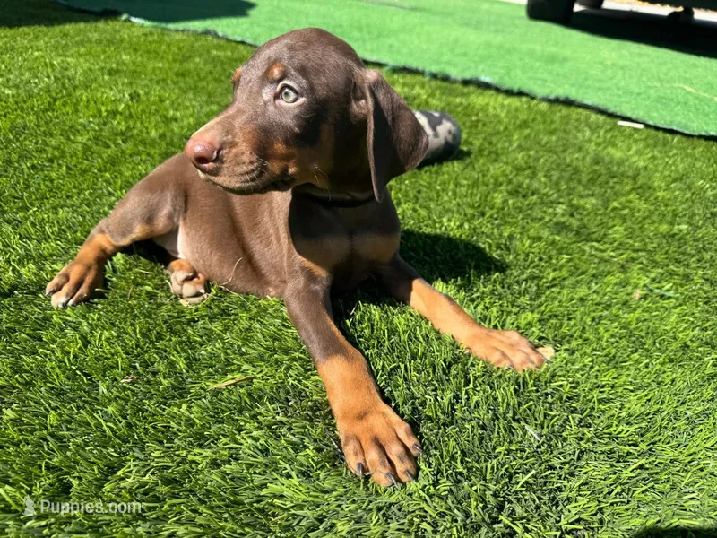 Rocky – Doberman Pinscher puppy for sale in El Monte, CA
