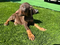 Rocky, a male Doberman Pinscher for sale in El Monte, CA – 1 of 5