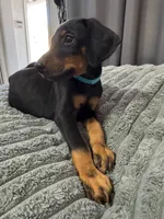 Parker, a male Doberman Pinscher for sale in El Monte, CA – 3 of 6