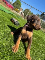 Peony, a female Doberman Pinscher for sale in El Monte, CA – 3 of 4
