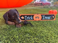 Rex, a male Doberman Pinscher for sale in El Monte, CA – 4 of 5